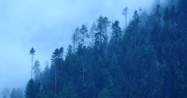 Ανατέλλει το πρωί, το 4 k βουνό ομίχλη ομίχλη δέντρα, Bomi County, Θιβέτ. — Αρχείο Βίντεο