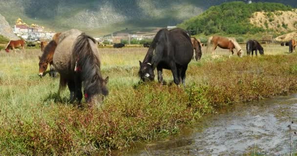4k cavalo pastam no rio, nuvens massa rolando sobre montanhas, longe templo . — Vídeo de Stock