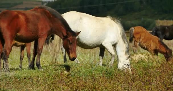 4 k horse legeltetés a legelőn, shangri-la yunnan, Kína. — Stock videók