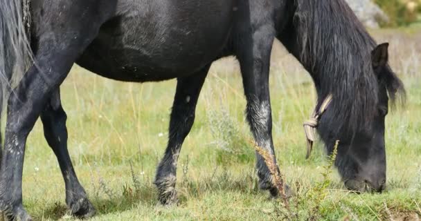 4 k koně pasoucí se na louky a pastviny, shangri-la yunnan, Čína. — Stock video