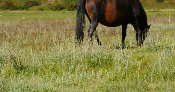 4 k paard grazen op het grasland, shangri-la yunnan, china. — Stockvideo