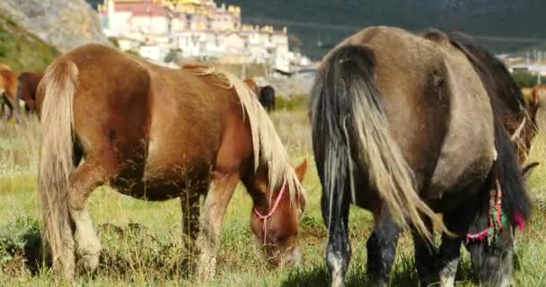 4k cheval broutent dans la rivière, nuages masse roulant sur les montagnes, temple lointain . — Video