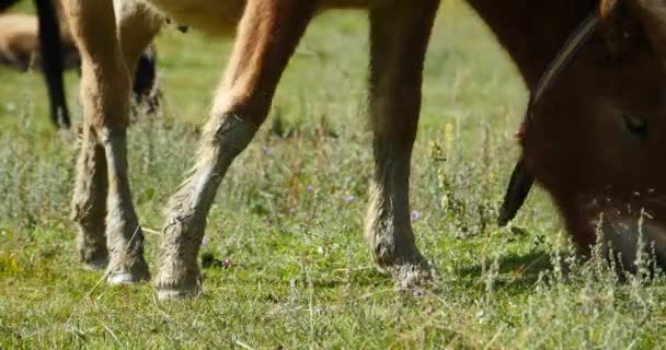 4 k paard grazen op het grasland, shangri-la yunnan, china. — Stockvideo