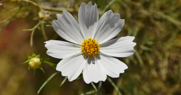 4 k detailním bílé cosmos bipinnatus (Garden Cosmos) ve větru. — Stock video