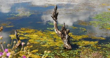4 k pembe evren bipinnatus, solmuş deniz, dağ ve bulut gölde yansıtacak.