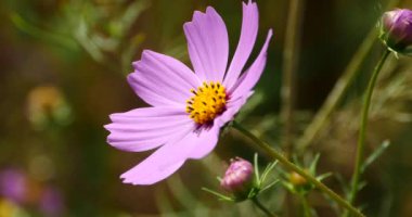 4 k closeup evren bipinnatus (Bahçe Cosmos) Rüzgar.