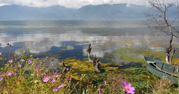 4k rosa cosmos bipinnatus, marchita en el agua, la montaña y la nube reflejan en el lago . — Vídeos de Stock