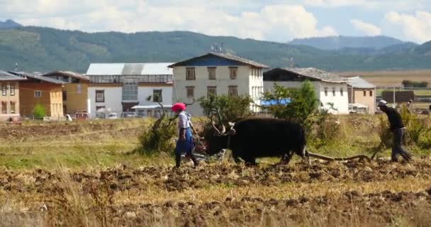 Čína-srpen 12, 2016:4 k tibetské lidé používají silné yak orné půdu v shangrila yunnan, Čína. — Stock video