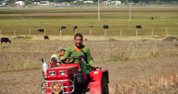 Kína-október 12, 2016:4 k tibeti emberek használ farm traktor szántóföld-shangrila yunnan, Kína. — Stock videók