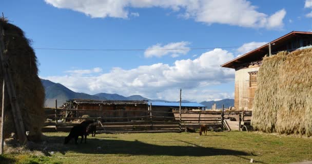 Forragem de inverno 4k & vaca na casa & no pátio do tibet, nuvem branca no céu . — Vídeo de Stock