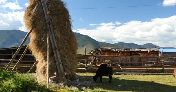 4k Foraggio invernale & mucca in tibet house & Courtyard, nuvola bianca nel cielo . — Video Stock