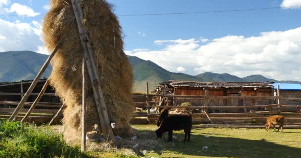 4k Forraje de invierno y vaca en casa y patio del Tíbet, nube blanca en el cielo . — Vídeo de stock