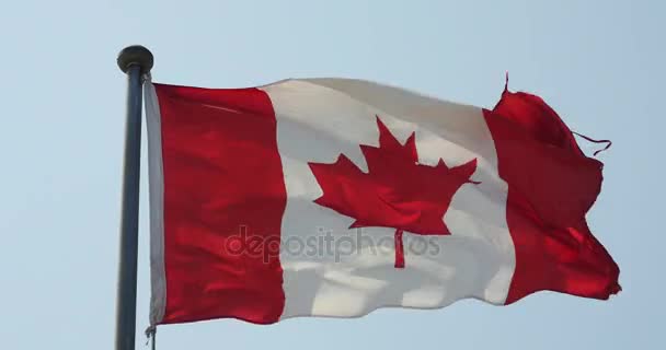 Le drapeau 4k du Canada flotte dans le vent . — Video