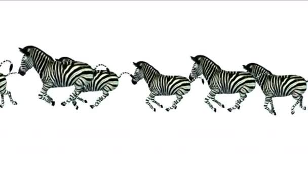 4 k Grupa zebry koń przebiegu, Afryka użytków zielonych osły zwierząt sylwetka migracji. — Wideo stockowe