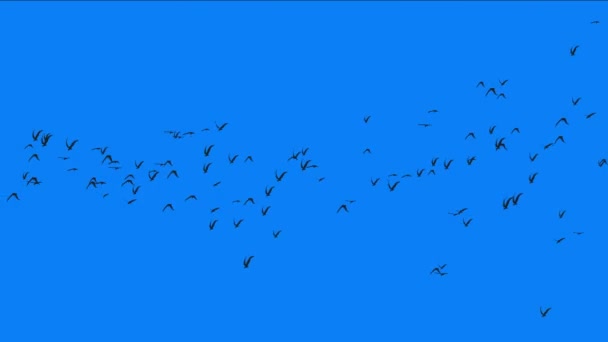 4k troupeau de pigeons oiseaux survolent, oiseaux migrateurs fond animal . — Video