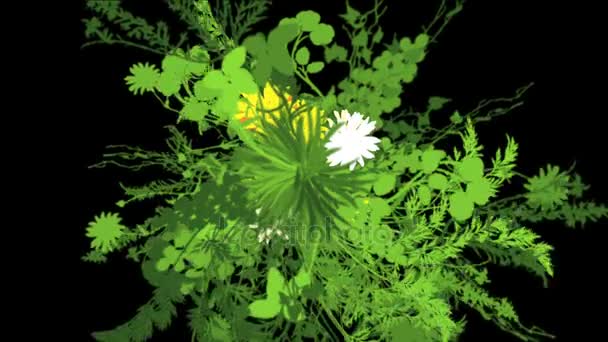 4k fleurs luxuriantes feuilles cultures arbustes buissons plante herbe croissance . — Video