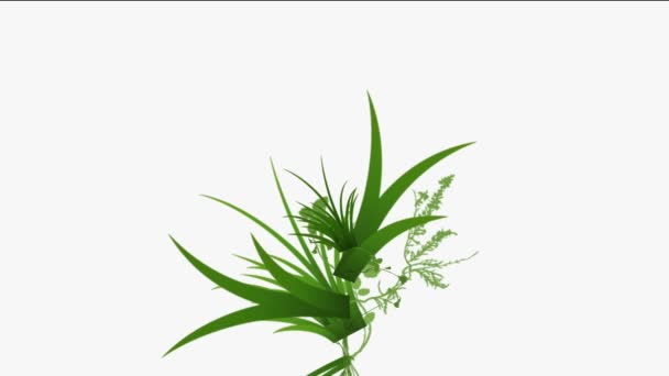 4k fleurs luxuriantes feuilles cultures arbustes buissons plante herbe croissance .