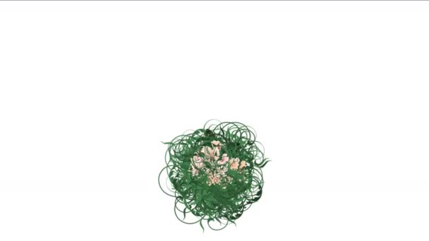 4k papillon luxuriant fleur pétale feuilles cultures arbustes buissons plante herbe croissance .