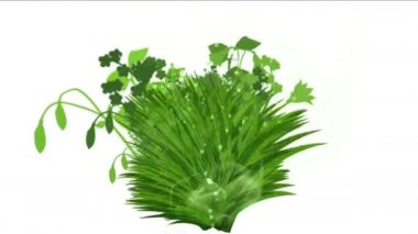 4 k yemyeşil çiçek bitkileri büyüyen otlar çalılar çalılar bitki yaprakları.