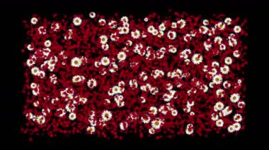 4 k gül yaprakları daisy çelenk düğün günü arka plan şeklinde.