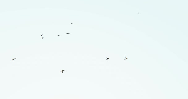 4 k πετώντας πουλιά σιλουέτα. — Αρχείο Βίντεο