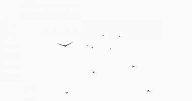 4 k uçan kartal ve kuş siluet.