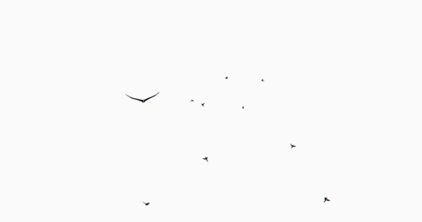 Silhueta de águia voadora e pássaros 4k . — Vídeo de Stock