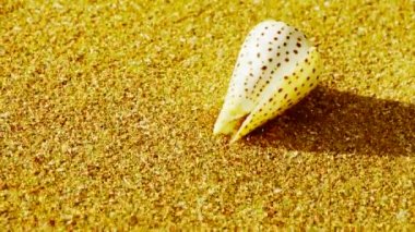 Kabuklu altın kumsalı, rüzgar estigi kum üzerinde