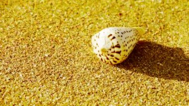 Kabuklu altın kumsalı, rüzgar estigi kum üzerinde