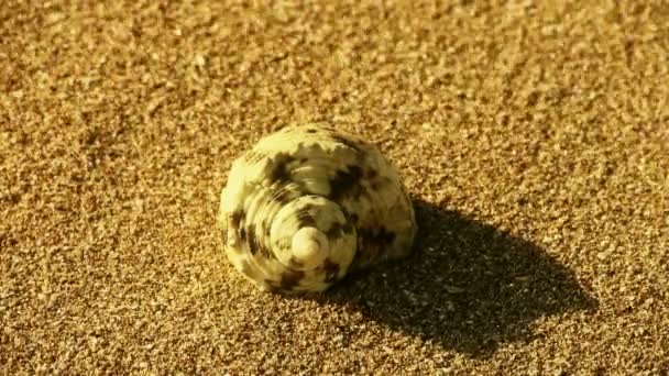 Caracola en la playa de arena dorada, el viento sopla arena — Vídeo de stock