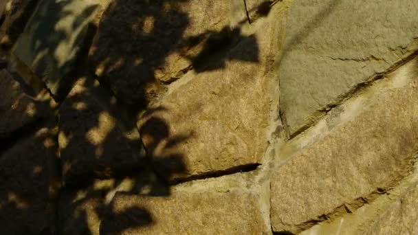 Columpio hojas silueta sombra en pared de piedra . — Vídeo de stock