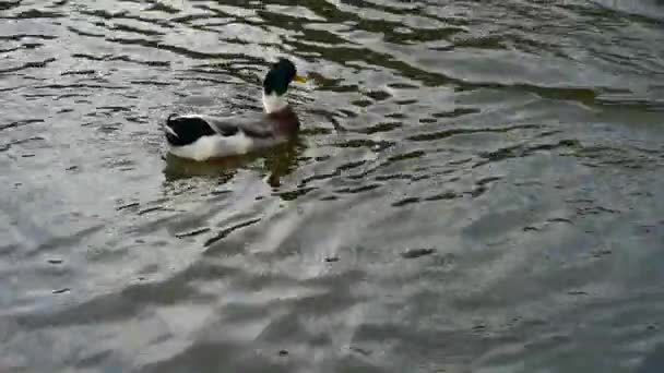 Ganso, patos gansos y cisnes nadando en el agua, lago . — Vídeos de Stock