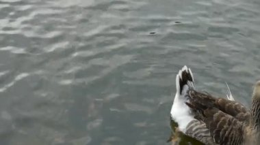 kazlar ördekler ve Kuğu Gölü su yüzme.