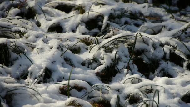 雪は、風に揺れる草の覆われました。. — ストック動画