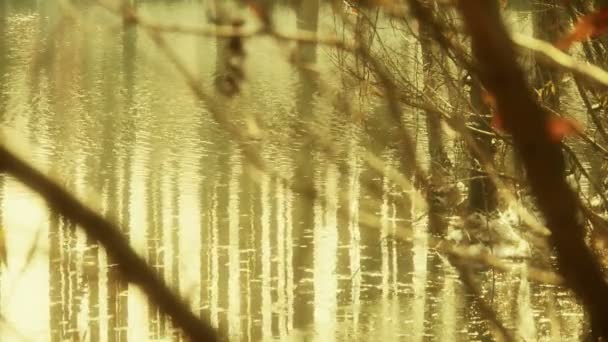 Bosque y ramas reflejo en pantanos humedales agua, Ondulación chispeante, nieve . — Vídeo de stock