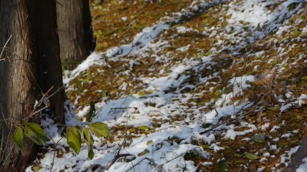Zöld levelek törzs hóban támaszkodva, a téli erdő. — Stock videók