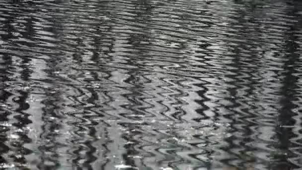 Musujące powierzchni, Jezioro Drzewo reflection. — Wideo stockowe