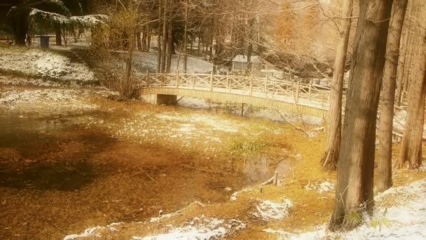 森林和大桥水中的倒影，水杉离开漂浮在湖上荡漾 — 图库视频影像