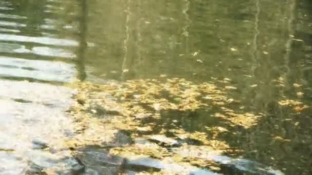 Metasequoia listy plovoucí na jiskřivé jezero, prášek, trosky. — Stock video