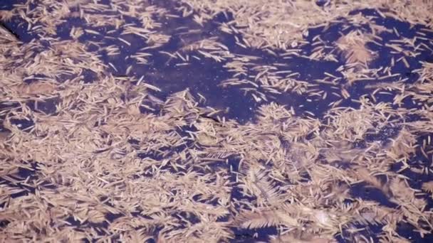 Watercipres bladeren drijvend op het sprankelende lake, poeder, puin. — Stockvideo