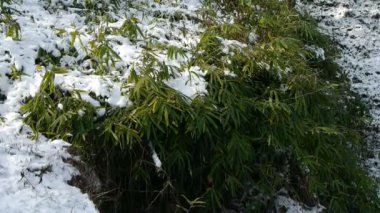 rüzgarda sallanan kapalı bambu kar.