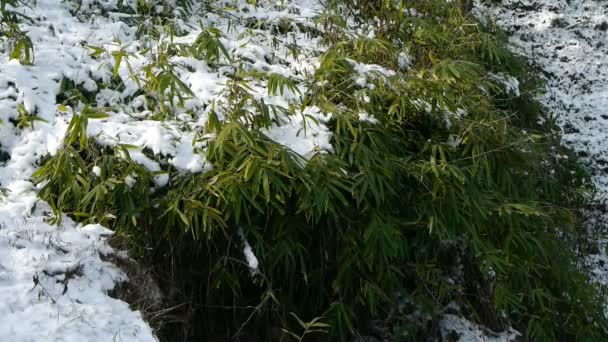 Bambú cubierto de nieve, balanceándose en el viento . — Vídeos de Stock
