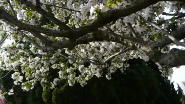 güzel kiraz çiçekleri Rüzgar, çam titremeye.