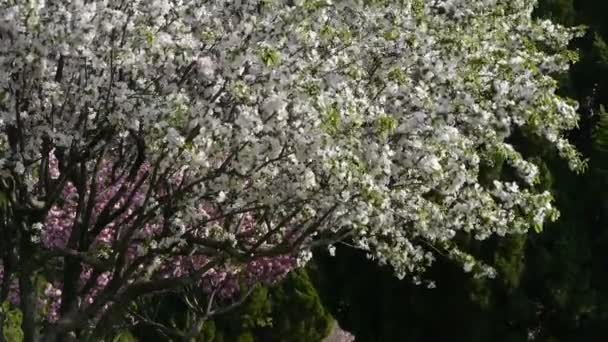Blütenblätter fallen herab. Schöne Kirschblüten zittern im Wind, Kiefern. — Stockvideo