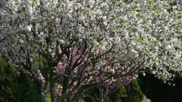 Blütenblätter fallen herab. Schöne Kirschblüten zittern im Wind, Kiefern. — Stockvideo