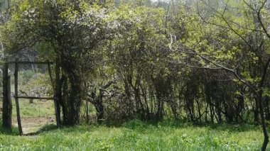 çit kapısı çalı duvar, yemyeşil otlar rüzgarda, otlak,.