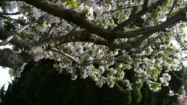 Belas flores de cerejeira tremem no vento, pinheiro . — Vídeo de Stock