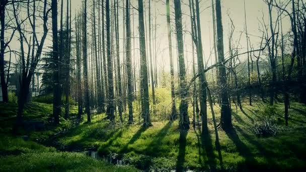 Solljus skogen. Ogräs av floden, tät ceder dawn-redwood skog, skogen, djungel, shru — Stockvideo