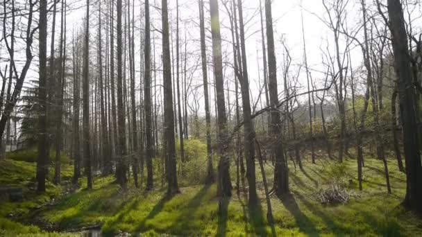 Ervas daninhas junto ao rio, densa floresta de sequoias, bosques, selva, arbustos, zonas húmidas — Vídeo de Stock