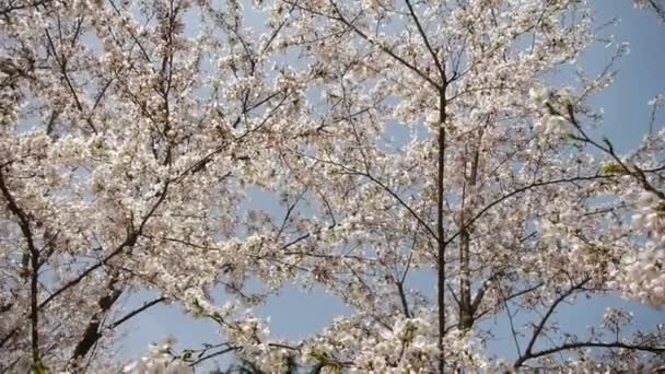 Belas flores de cerejeira tremem no vento. — Vídeo de Stock